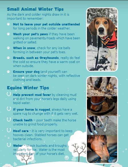 Top Tips for Winter Care - Oak Tree Animals' Charity - Cumbria Animal  Rescue - Helping local animals in need!