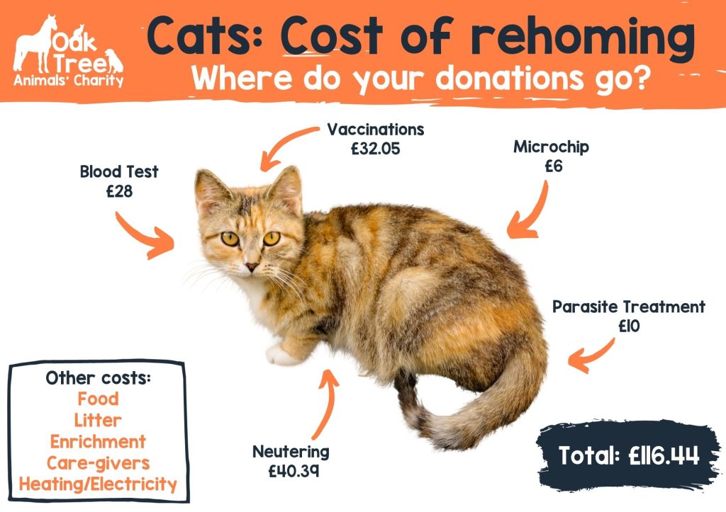 Adopting a Cat - Oak Tree Animals' Charity - Cumbria Animal Rescue -  Helping local animals in need!