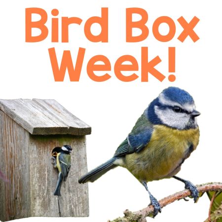 Celebrating Bird Box Week!
