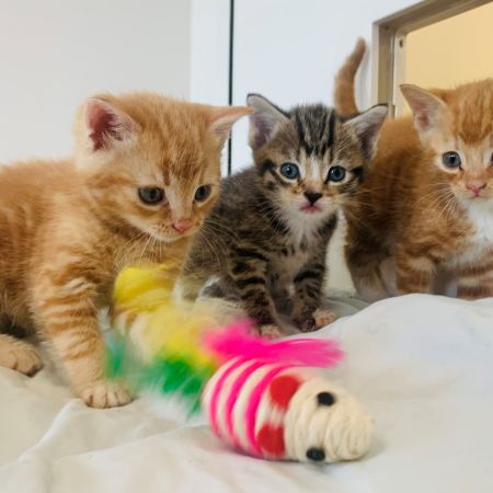 Cat microchipping will be compulsory from June 2024