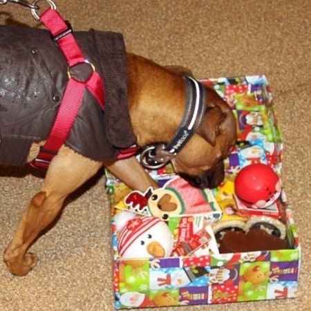 Common Christmas Food Dangers for Dogs