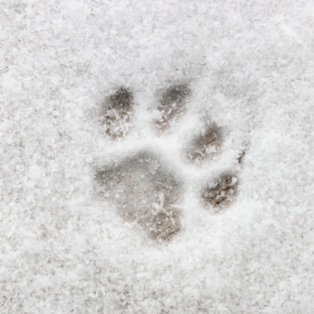 Protecting our pets this winter!