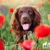 Poppies-and-Dog.jpg
