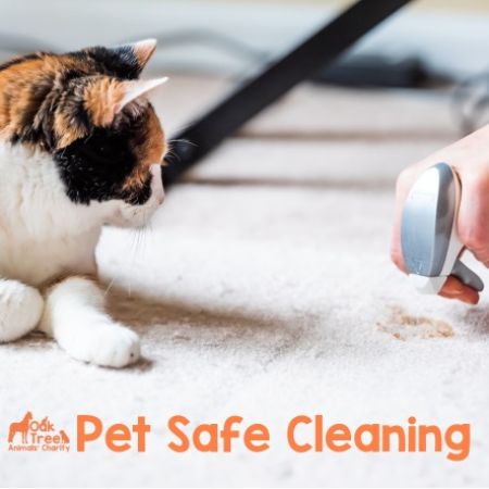 Pet Safe Cleaning