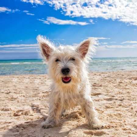 Sun Safety for Pets - Dogs & Cats