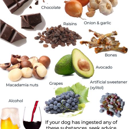 Food Toxic to Dogs