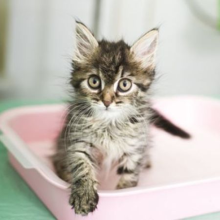 House Training - Kittens