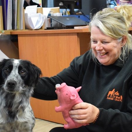 Lulu - Oak Tree Animals' Charity - Cumbria Animal Rescue - Helping local  animals in need!