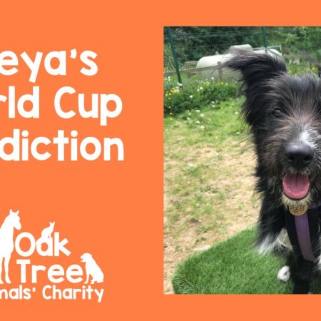 Freya's First World Cup Prediction