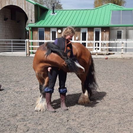 Equine Enrichment: Tips and Tricks