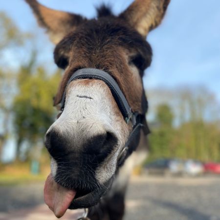 Happy World Donkey Day!