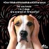 Did you know 1 in 2 dogs are scared of fireworks.jpg