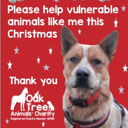 Christmas Campaign - help us raise £5,000 for animals in need this Christmas