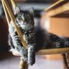 cat-chair-blog.jpg