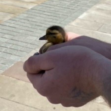 Duckling Rescue!