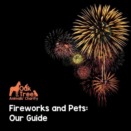 Fireworks and Pets: Our Guide
