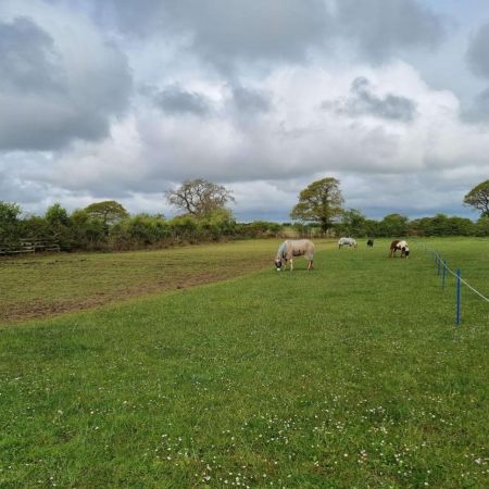 Equine Restricted Grazing