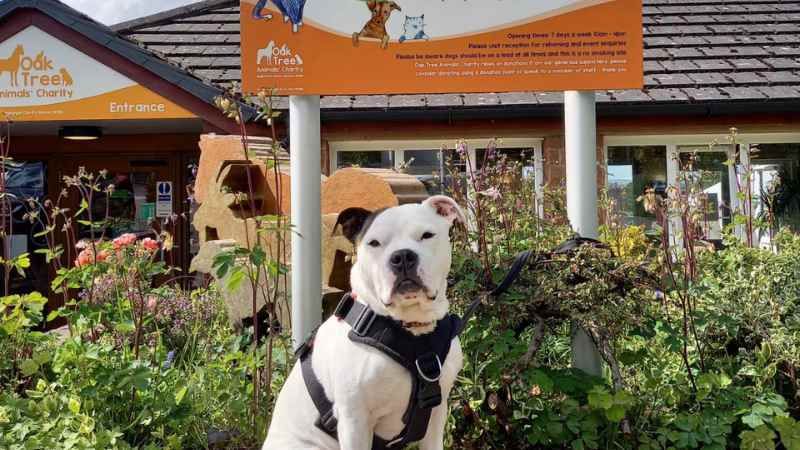 The Tack Shack - Oak Tree Animals' Charity - Cumbria Animal Rescue