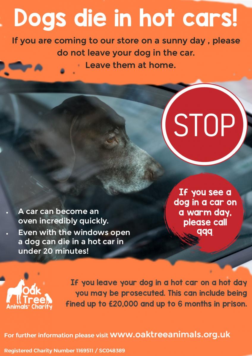Dogs die in hot cars Oak Tree Animals� Charity Cumbria