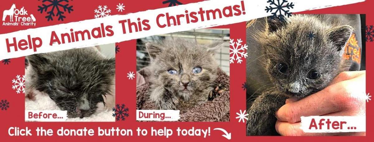 Join Our Team Oak Tree Animals Charity Cumbria Animal Rescue Helping Local Animals In Need