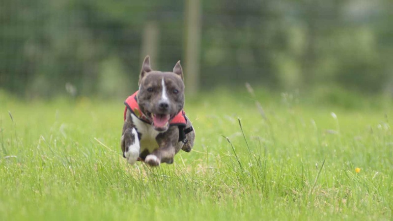 The Tack Shack - Oak Tree Animals' Charity - Cumbria Animal Rescue