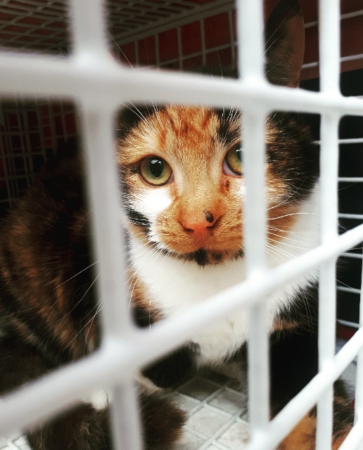 Feral Cats Are Everywhere! Oak Tree Animals' Charity Cumbria Animal Rescue Helping local