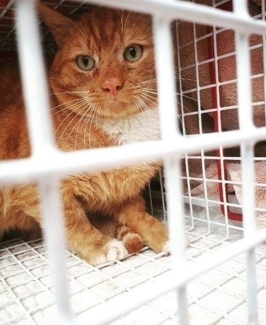 Feral Cats Are Everywhere! Oak Tree Animals' Charity Cumbria Animal