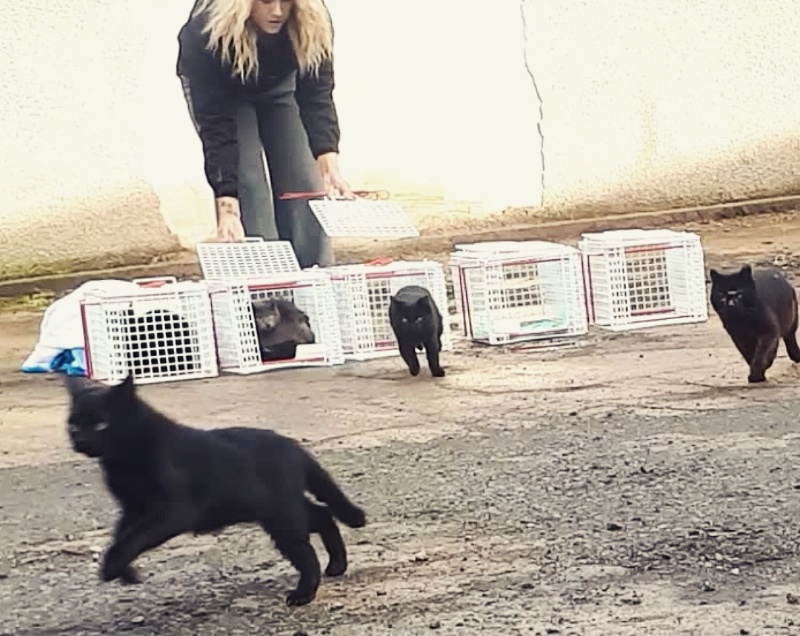 Feral Cats Are Everywhere! Oak Tree Animals' Charity Cumbria Animal Rescue Helping local