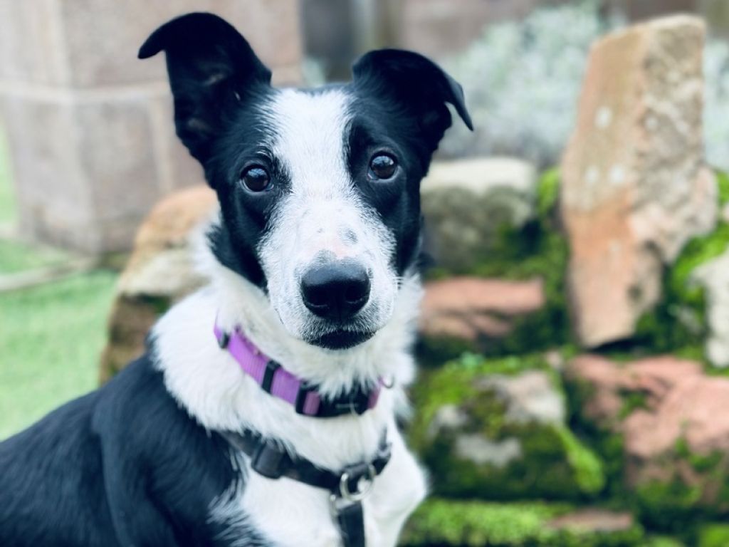 Pixie - Oak Tree Animals' Charity - Cumbria Animal Rescue - Helping local animals in need! Pixie - Oak Tree Animals' Charity - Cumbria Animal Rescue - Helping local animals in need!