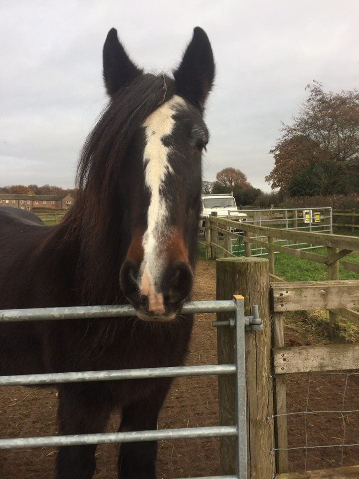 Mac Oak Tree Animals� Charity Cumbria�s independent